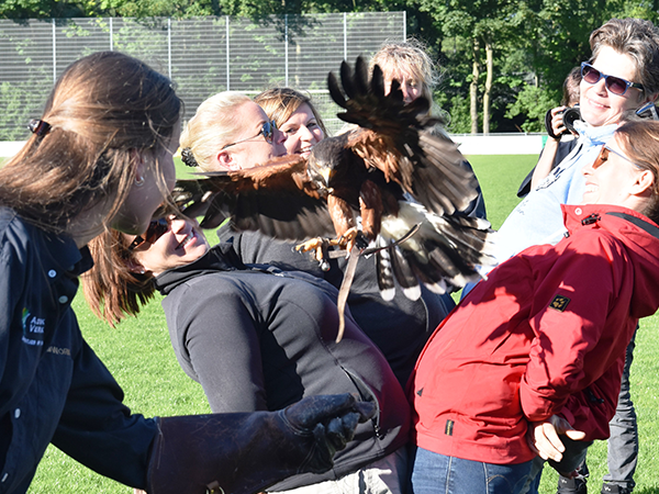 Teambuilding mit Tieren, wie Pferden, Schafen, Greifvögeln…