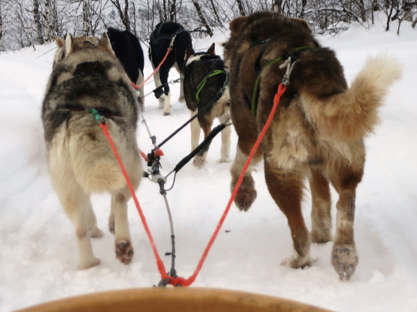 Teambuilding im Winter und Winter-Events für Firmen