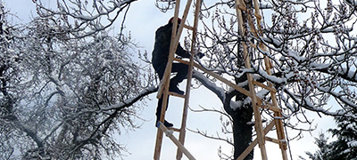 Weihnachtsbaum Klettern / Winterevent-Modul: